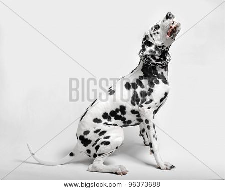 angry dog dalmatian grins