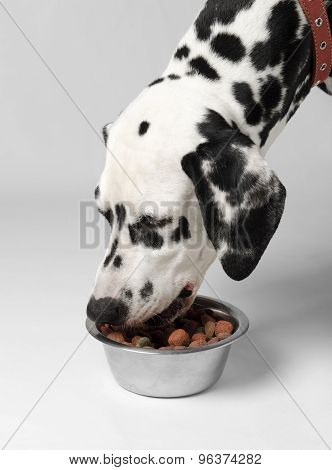 Dog eat dalmatian