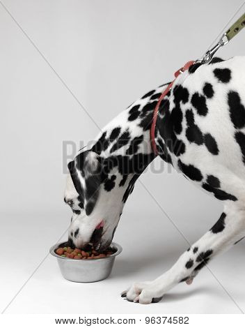 Very hungry dog eat dalmatian