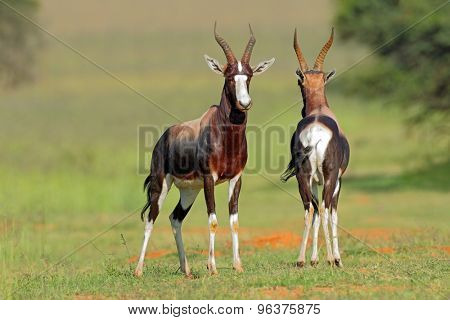 A pair of bontebok antelopes (Damaliscus pygargus dorcas), South Africa