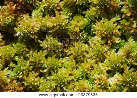 Moos Sphagnum papillosum