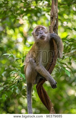 Macaque hanging on a liana in Gunung Leuser National Park, Sumatra, Indonesia
