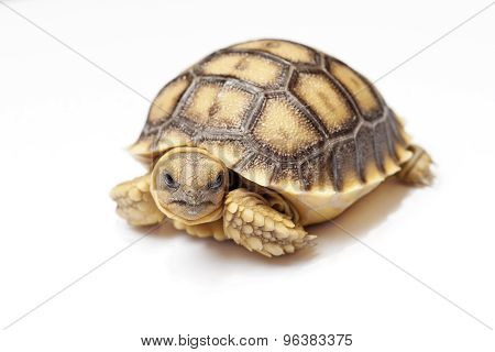 African Spurred Tortoise Or Geochelone Sulcata On White Background