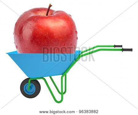 Apple in hand-barrow
