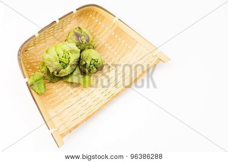 Butterbur sprouts