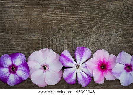 Row Pf Flowers Phloxes On A Wooden Background, Closeup Top View With Copy Space For Your Congratulat