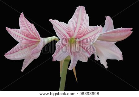 Amaryllis (Hipperastrum) flowers isolated on black background