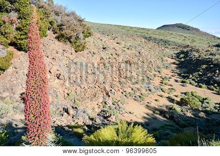 Tajinaste Flower of Tenerife Island