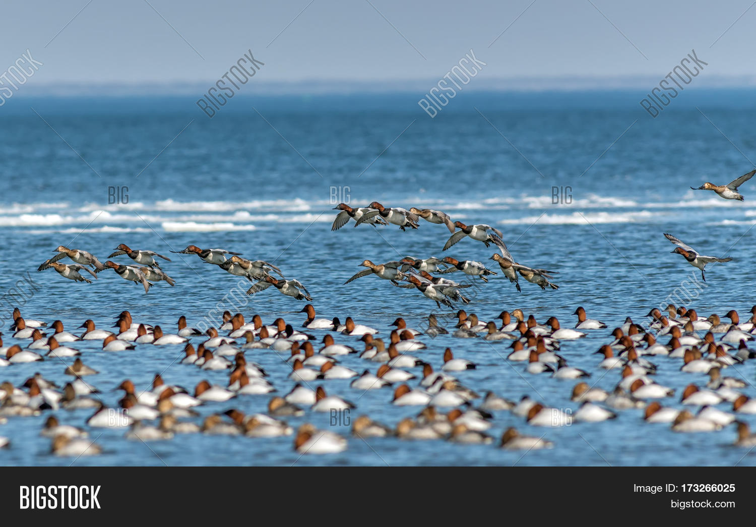 Flock Canvasback Ducks Image & Photo (Free Trial) Bigstock