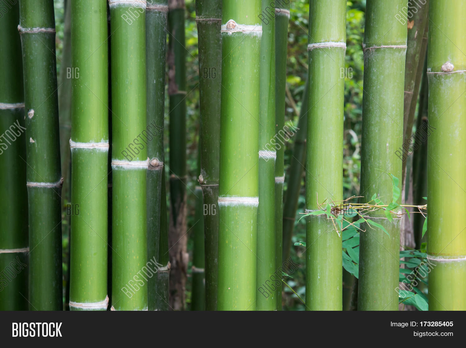 Fresh Bamboo Stems Image & Photo (Free Trial) Bigstock