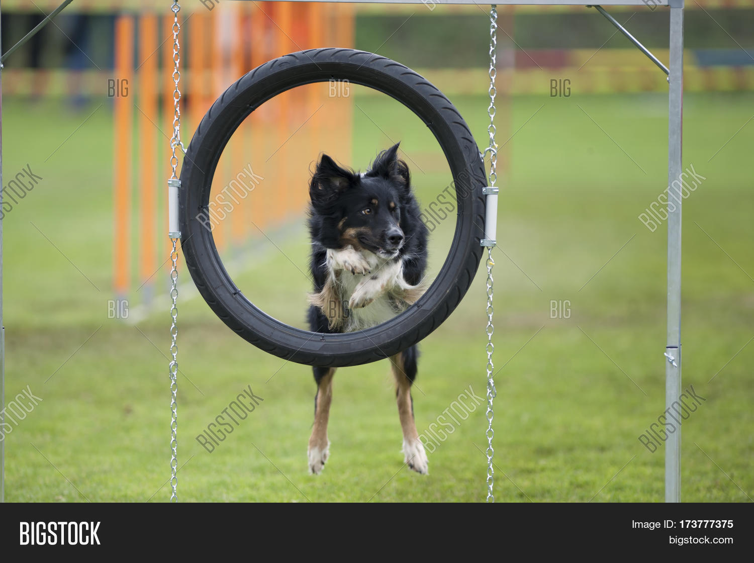 Dog Jumping Through Image & Photo (Free Trial) Bigstock