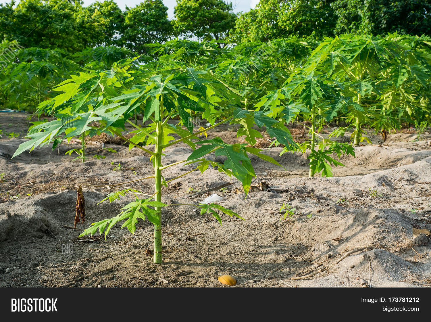 Papaya Trees Growing Image & Photo (Free Trial) Bigstock