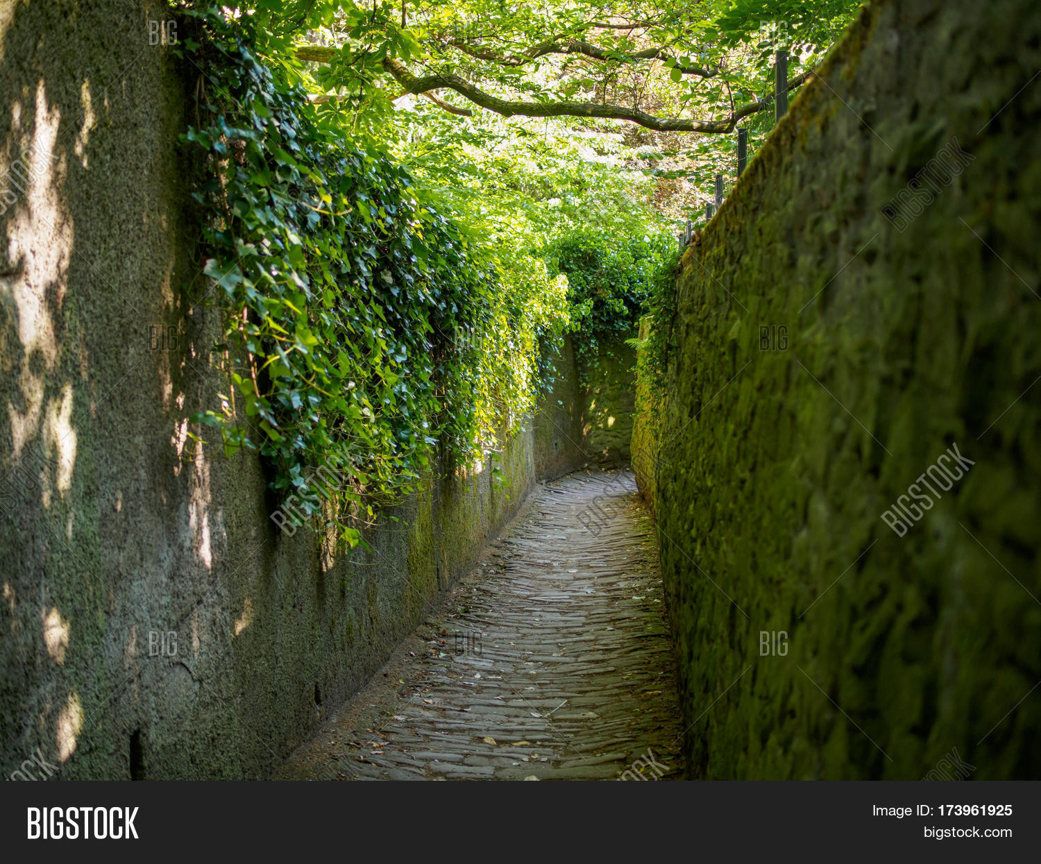 View Vine Mosscovered Image & Photo (Free Trial) Bigstock