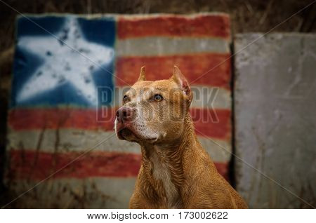 American Pit Bull Terrier dog in front of American flag