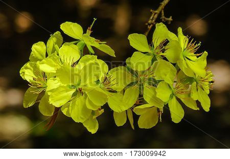 Ochna Integerrima Flowers At Spring Time