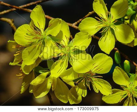 Ochna Integerrima Flowers At Spring Time
