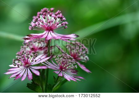 Unusual flowers astrantia with narrow petals of white-pink color on a green background.