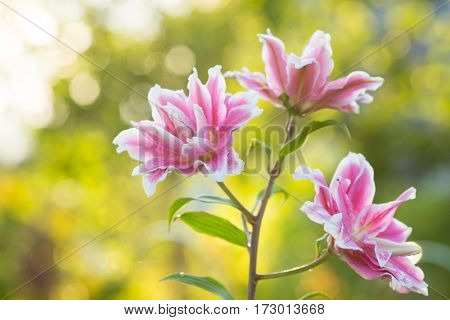 Lily. Bright summer flowers in the lush garden. Spring card for Mother's Day, March 8, International Women's Day.