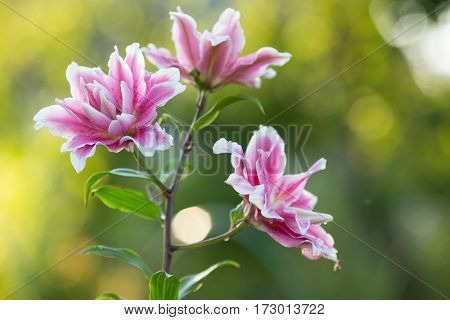 Lily. Bright summer flowers in the lush garden. Spring card for Mother's Day, March 8, International Women's Day.