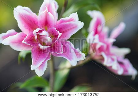 Lily. Bright summer flowers in the lush garden. Spring card for Mother's Day, March 8, International Women's Day.