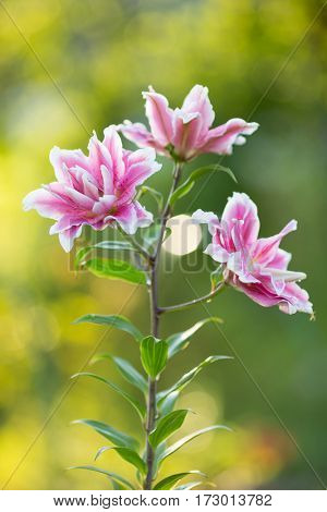 Lily. Bright summer flowers in the lush garden. Spring card for Mother's Day, March 8, International Women's Day.