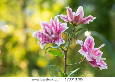 Lily. Bright summer flowers in the lush garden. Spring card for Mother's Day, March 8, International Women's Day.