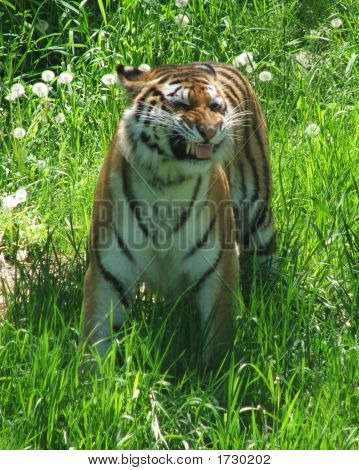 Ler Amur Tiger