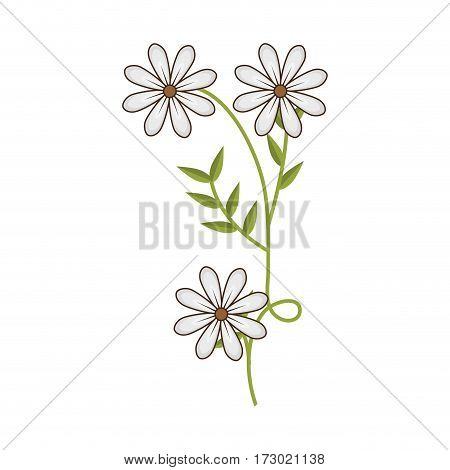 plant with ramification and daisy flowers vector illustration