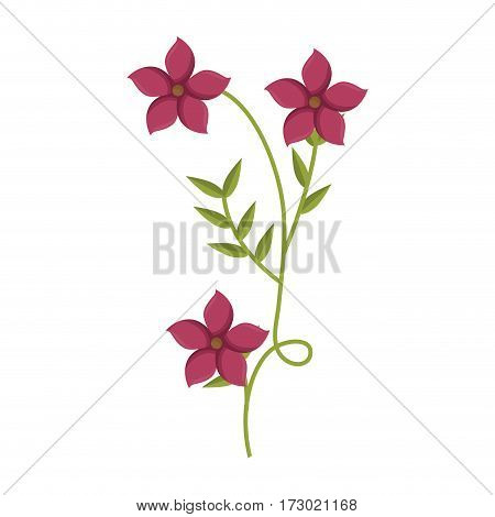 plant with ramification and pink flowers vector illustration