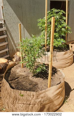 illegal cannabis grow in California