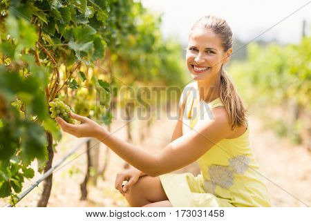 Portrait of smiling female vintner inspecting grapes in vineyard