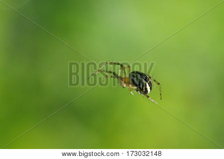 Spider in his web wait for a victim