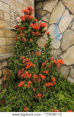 orange flower plant with green leaves in a corner of a landscape with natural stone textured wall photo taken in Depok Indonesia java