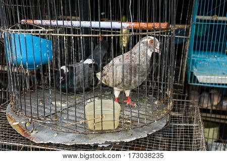 a couple of pigeon in one cage sold at animal market photo taken in Depok Indonesia java