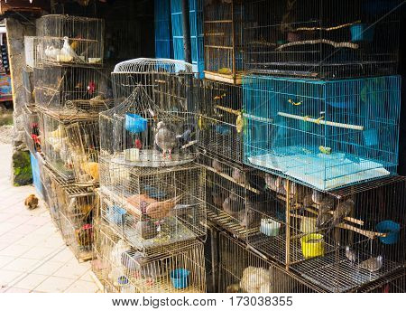 a pet shop selling various kind of birds in cage photo taken in Depok Indonesia java