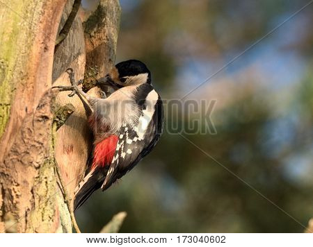 Great spotted woodpecker in a tree - Dendrocopos major
