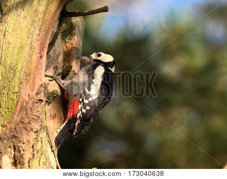 Great spotted woodpecker in a tree - Dendrocopos major
