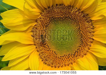 Natural background - sunflower closeup picture with bee visiting it for nectarous lunch.