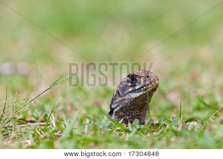 Hagedis Reptile In zijn gat