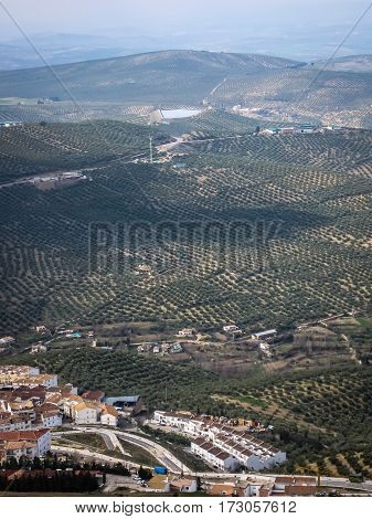 Olive Grove On The Hillside, La Iruela, Andalusia, Spain