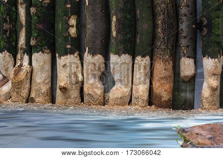 Focus on background. From Beaver gnawed tree trunks. Beaver at food intake swims in a lake.