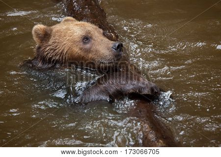 Kamchatka brown bear (Ursus arctos beringianus), also known as the Far Eastern brown bear swimming.