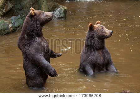 Kamchatka brown bear (Ursus arctos beringianus), also known as the Far Eastern brown bear standing on its hind legs. 
