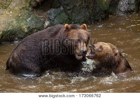 Kamchatka brown bears (Ursus arctos beringianus), also known as the Far Eastern brown bears fighting in water.