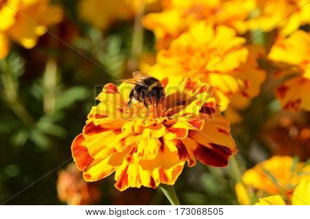 Humble-bee On Tagetes