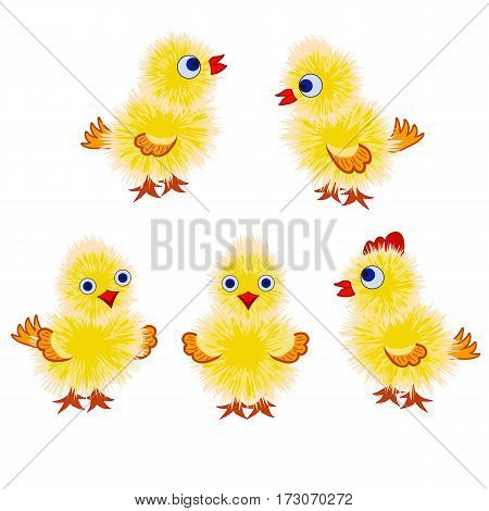 Set of little yellow chicks in various poses isolated on white background. Vector illustration