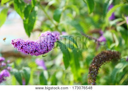 Blooming Buddleja flower, closeup