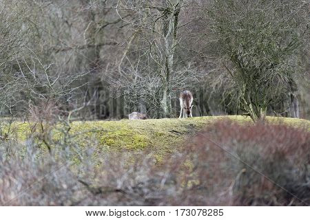 Grazing fallow deer calf in dunes. National park Amsterdamse Waterleidingduinen.