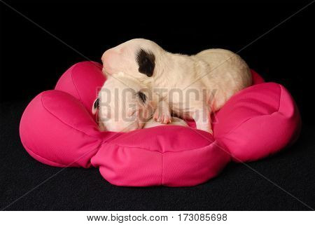 Miniature Bull Terrier Puppies, 10 days old, lying in side over black background