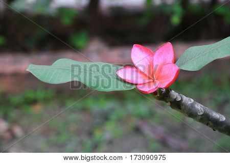 plumeria flower red or desert rose beautiful on tree ( Common name Apocynaceae Frangipani Pagoda Temple )